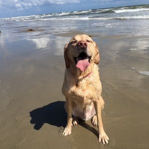 Meet your Posher, Suzanne